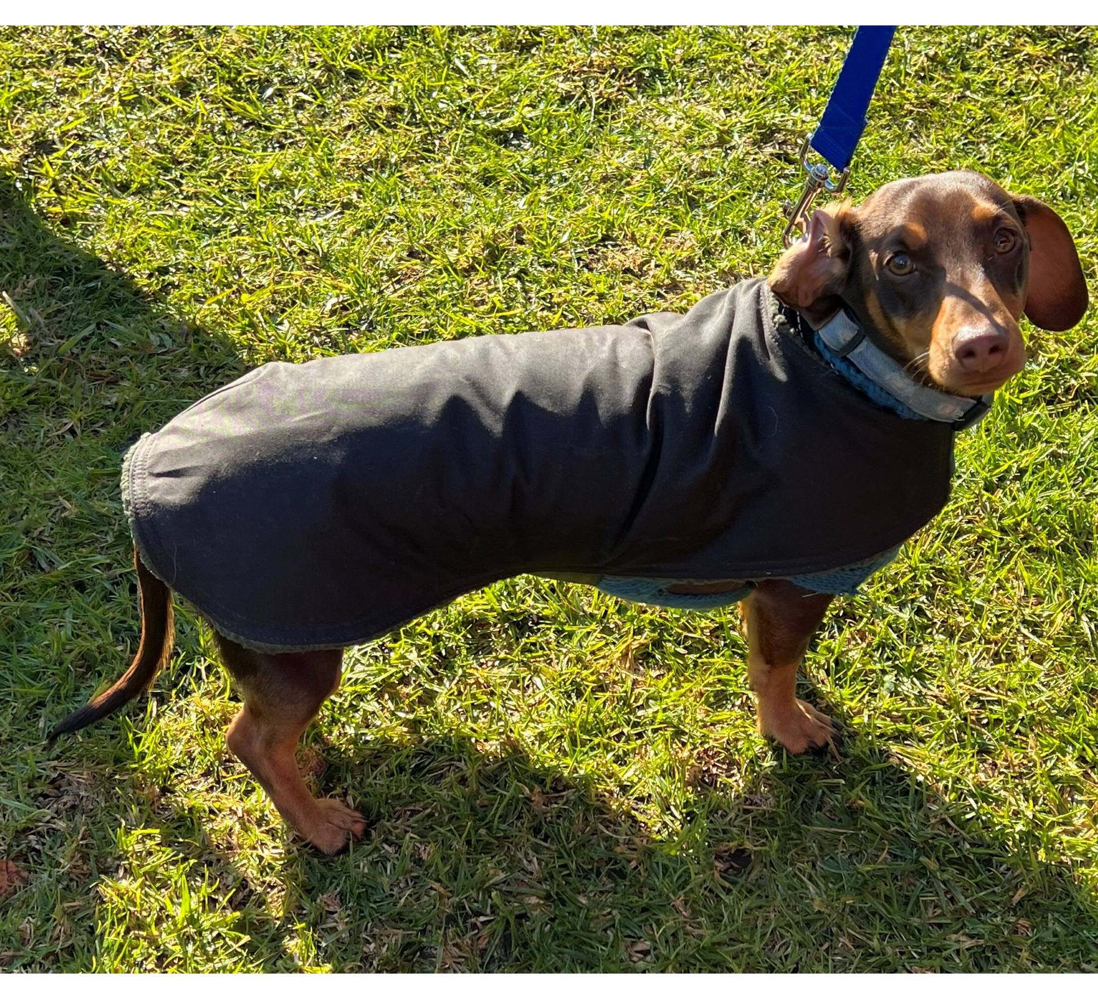 DOG Dog Coats Genuine Pet Oilskin Dachshund Sausage Dog Coat AUSTRALIAN MADE